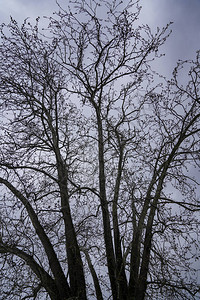 寻找森林绿树枝自然抽象的自然青蓝天空图片
