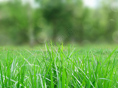 抽象自然春天背景模糊的绿草背景图片