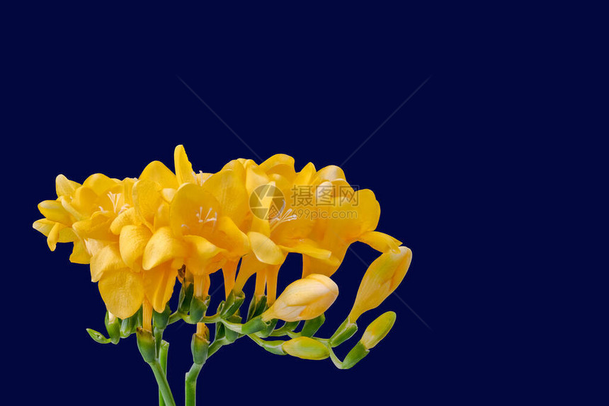 孤立的黄色小苍兰宏蓝色背景上有芽图片