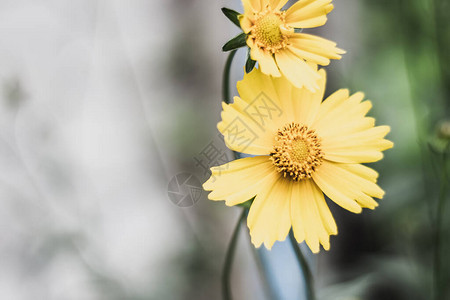 黄色大花朵滴菜种子花园植物的宏观照片图片