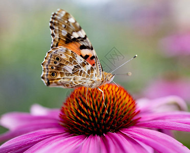 花上的蝴蝶微距照片图片