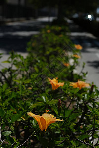 芙蓉图片