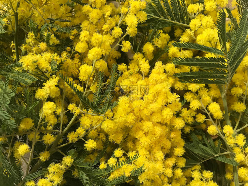 妇女节美丽的黄色花束图片