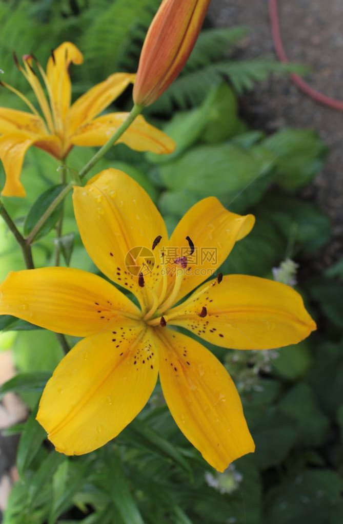 夏日花坛上的黄百合特写图片