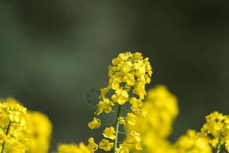 美丽的油菜花图片