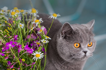 蓝棕色短发猫和一束花小图片