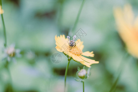 黄色大花朵滴菜籽花种植物与蜜蜂开图片