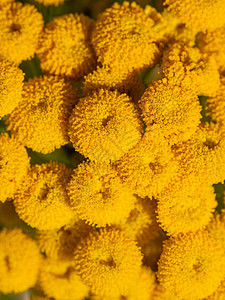 阳光下常见艾菊的黄色花序宏观图片