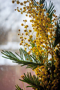 黄色含羞草花的枝条春天的花束图片