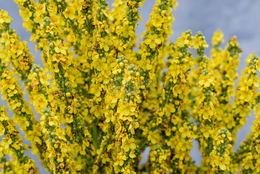 毛蕊花植物鲜艳的黄色花朵图片