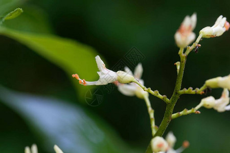 黄牛树花AesculusFlava图片