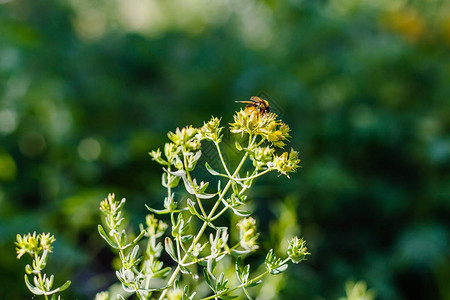 大黄蜂在圣约翰草的黄色花朵上图片