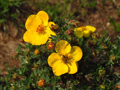 丝芙兰黄色的花朵背景