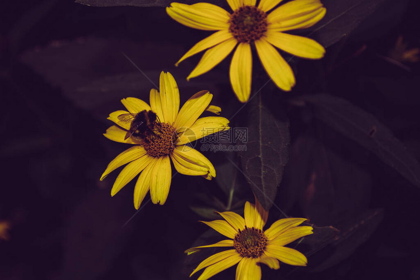 黄色花朵与大黄蜂盛开的花朵图片