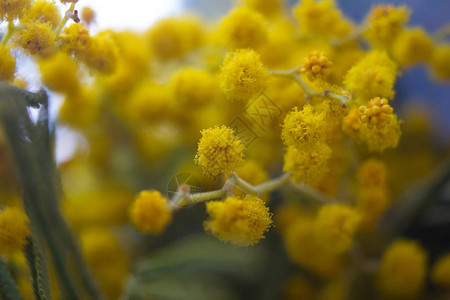 黄色含羞草花的枝条春天的花束图片