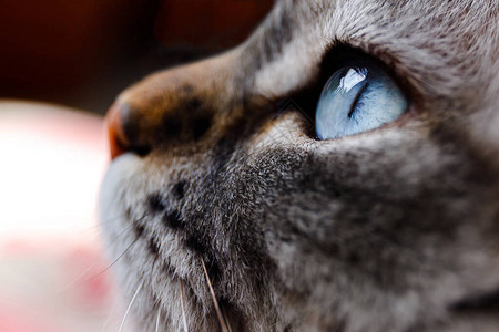 蓝色猫眼的特写镜头图片