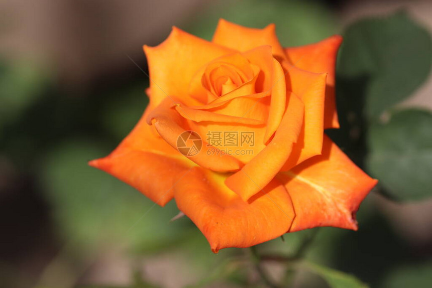 在阳光明媚的一天美丽明亮的橙色玫瑰以其明亮图片