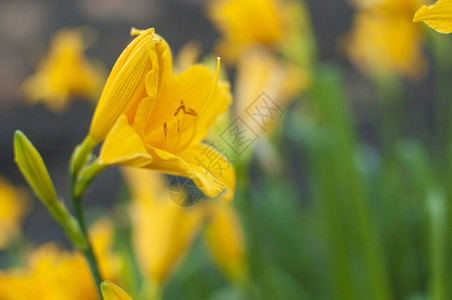 Hemerocallisfulva或橙色黄花菜黄褐色黄花菜图片