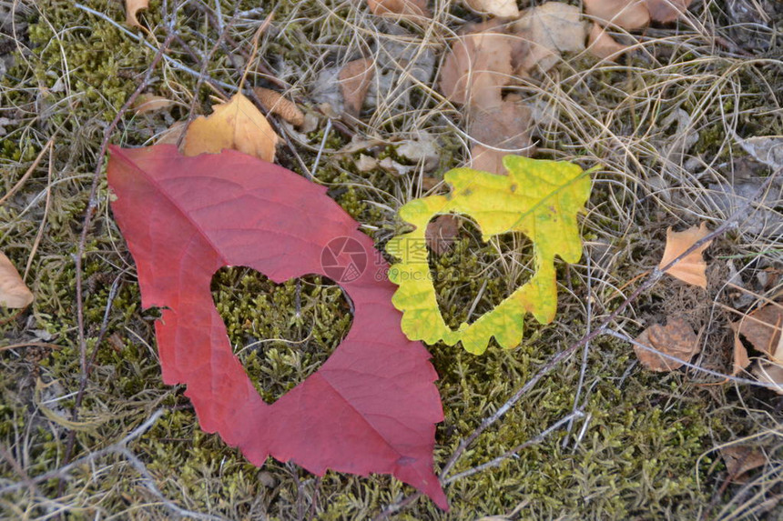一片从心形碎片上剪下的红秋叶挂在绿叶前的树枝上图片