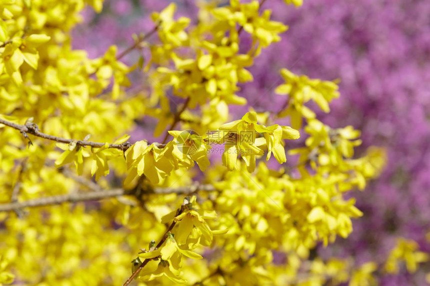 春天花园中流淌着黄色的红黄圆形花朵图片