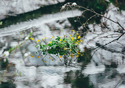 林中野生水中的小黄泉花朵第一颗春花盛图片