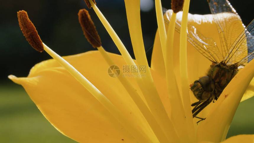 极近镜头的龙尾苍蝇坐在黄色百合花上自然界图片