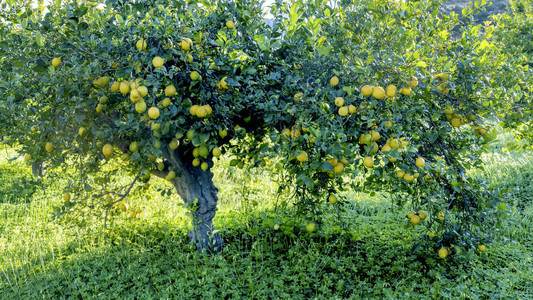 西班牙大柠檬树背景图片