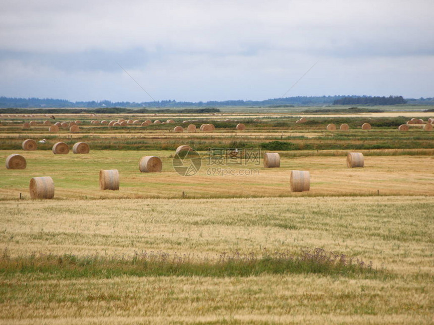 丹麦环状草原地带的景象农业图片
