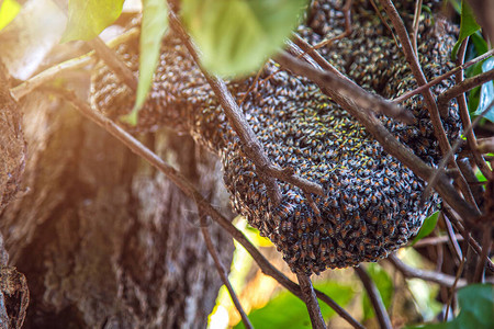 蜜蜂和蜜蜂或者在自然背景的图片