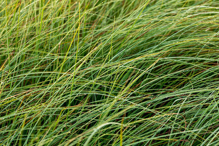 长的薄绿色沼泽草和晨露图片
