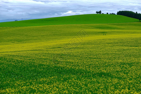 油菜或油菜植物盛开的黄色领域俄勒冈州塞勒姆附近的图片