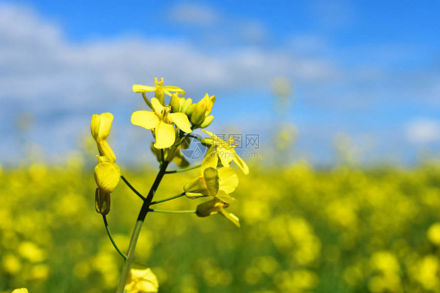 黄色的油菜花特写图片