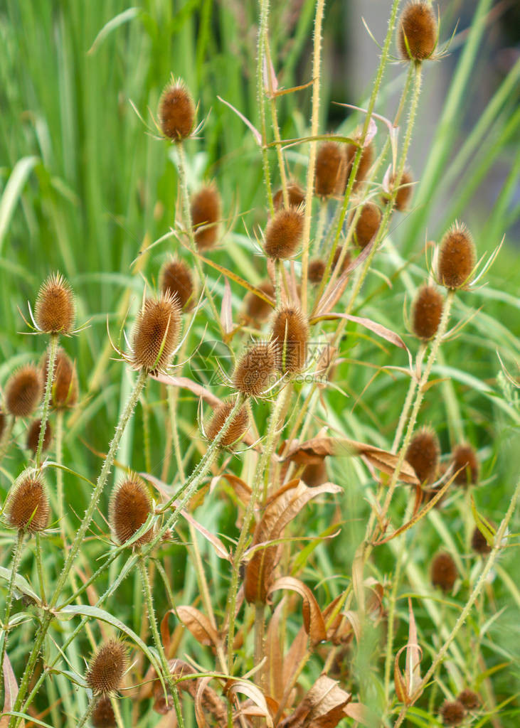 夏季园艺植物图片