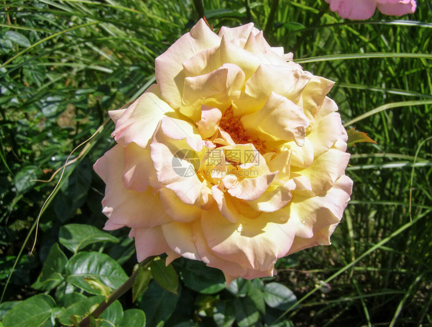 美丽的柔软黄玫瑰在阳光明媚的图片