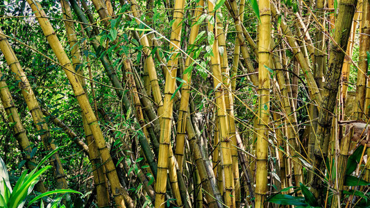 公园里的黄竹树干图片