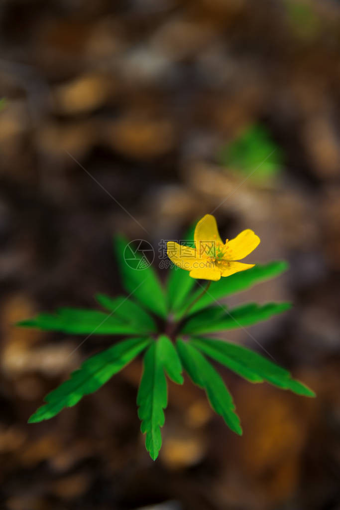 海葵毛茛黄色野花特写照片图片