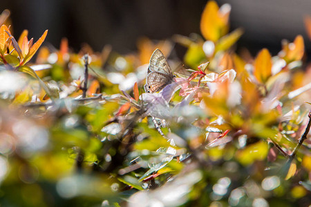 海斯特雷克蝴蝶坐在灌木丛里树图片