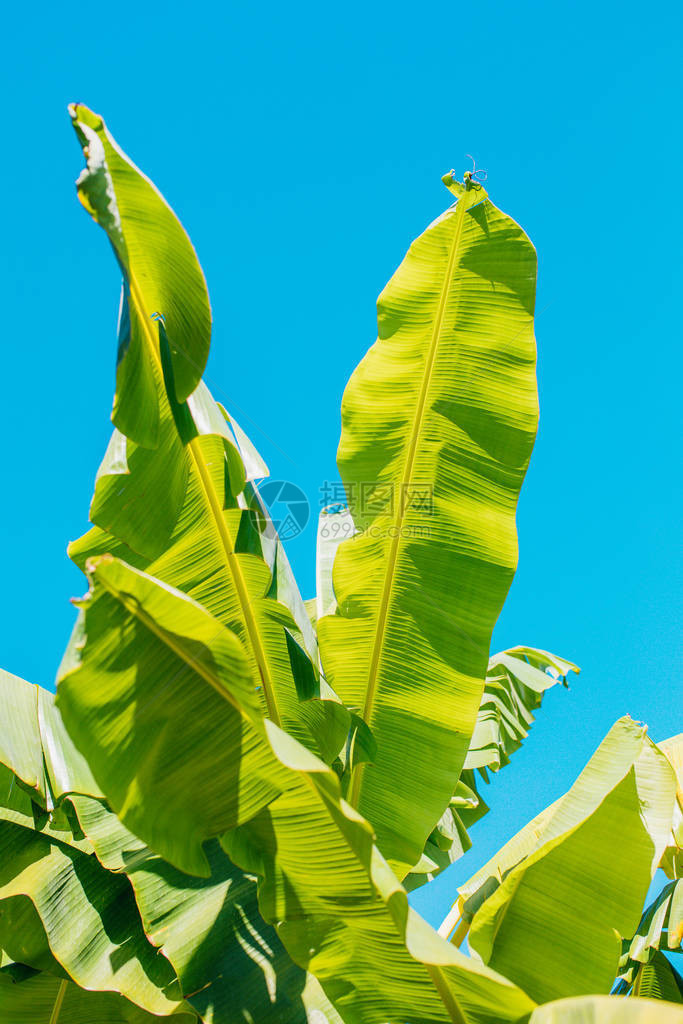 热带绿色或黄色香蕉叶和香蕉树纹理表面背景夏季或热带背景概念图像香蕉叶的细节大棕榈叶自图片