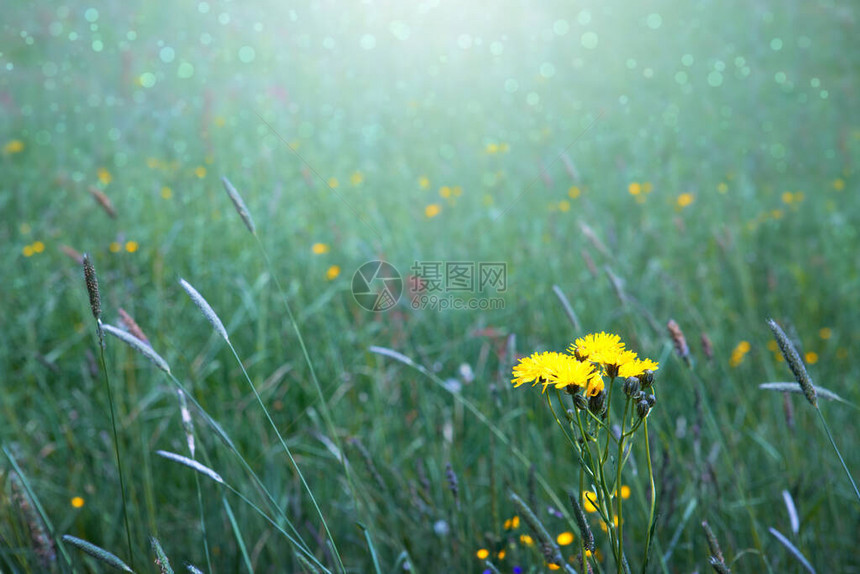 夏天新鲜的绿肝自然背景图片