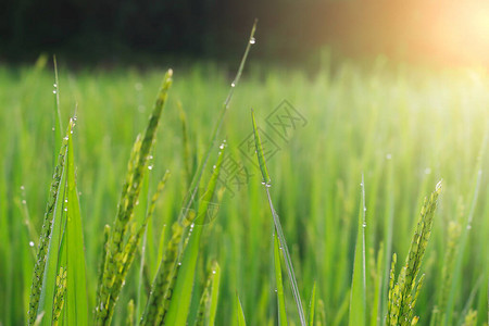清晨稻田阳光下湿透的鲜绿稻叶图片