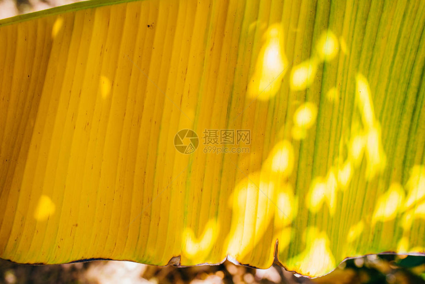 热带绿色或黄色香蕉叶和香蕉树纹理表面背景夏季或热带背景概念图像香蕉叶的细节大棕榈叶自图片