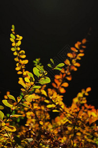 与黄色叶子的抽象五颜六色的背景图片