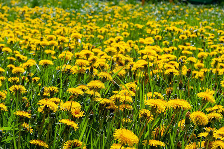 春日盛开的蒲公英黄色田野图片