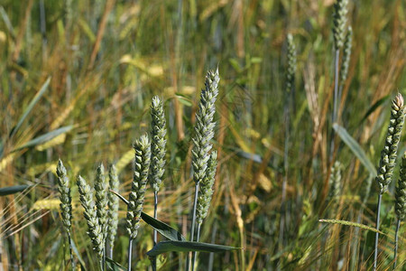春夏田野中自然多汁的嫩绿小麦穗图片