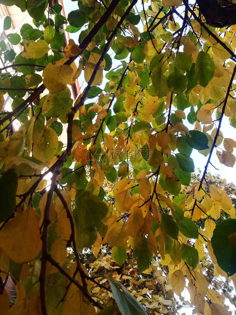 树顶的黄绿色叶子秋天的五颜六色的叶子图片