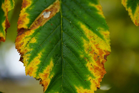 秋天栗子的亮叶树上的黄绿色背景图片