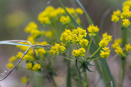 春天的黄色森林花朵详细的视图图片