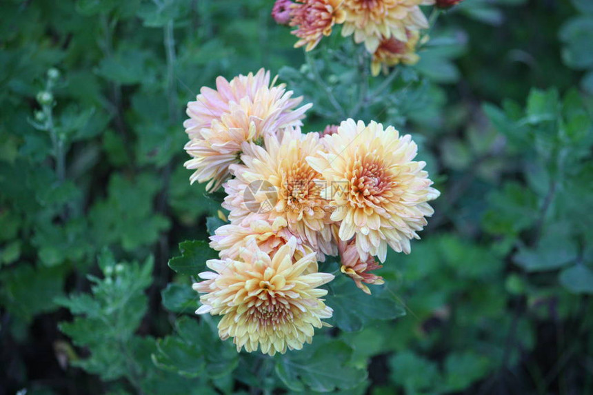 花园里翠菊的秋花图片