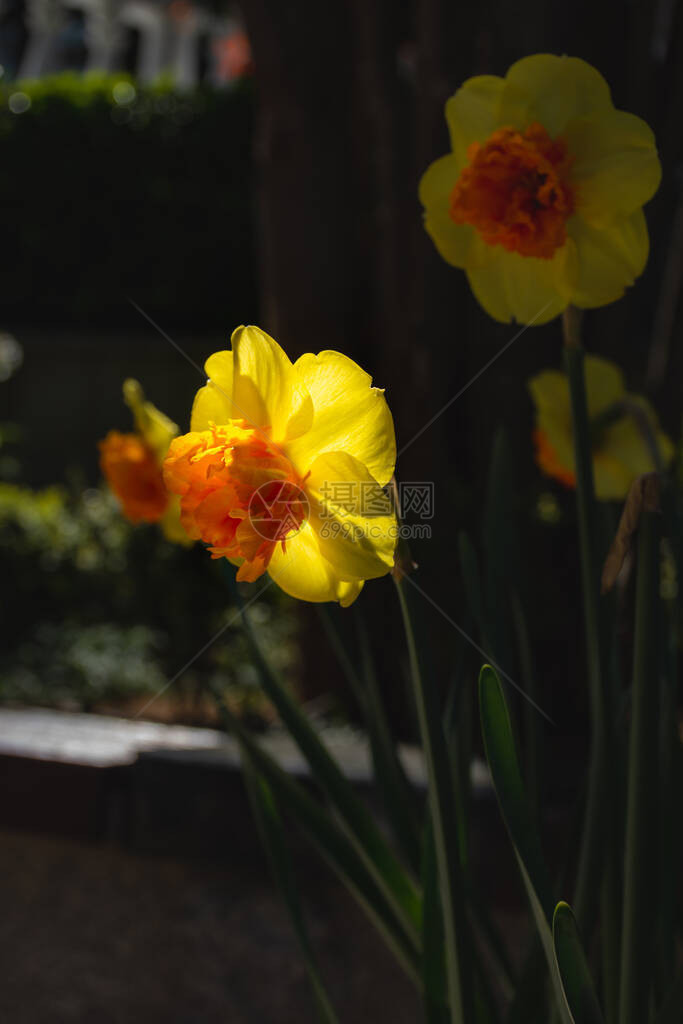 黄色的水仙花特写在花园里明亮的黄色春天花春天花坛开满鲜花黄色水仙在选择焦点花园里鲜图片