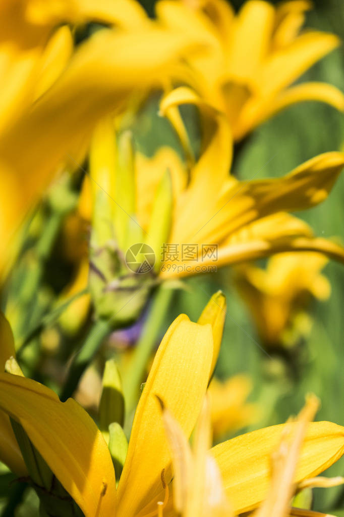 黄百合与绿叶背景合影夏日花园图片